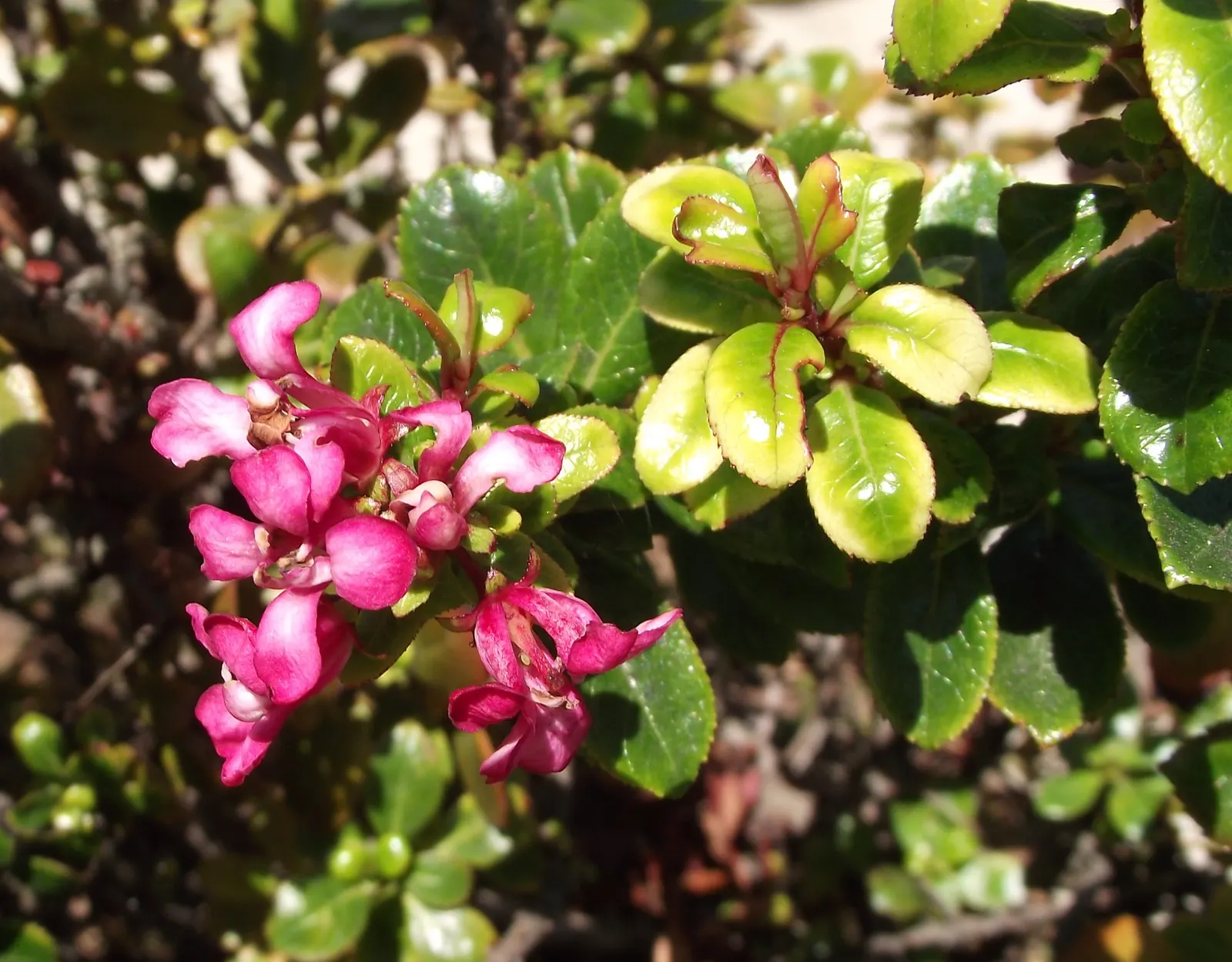 Escallonia (Escallonia X Exoniensis) — This versatile plant prefers full sun to partial shade and well-draining soil
