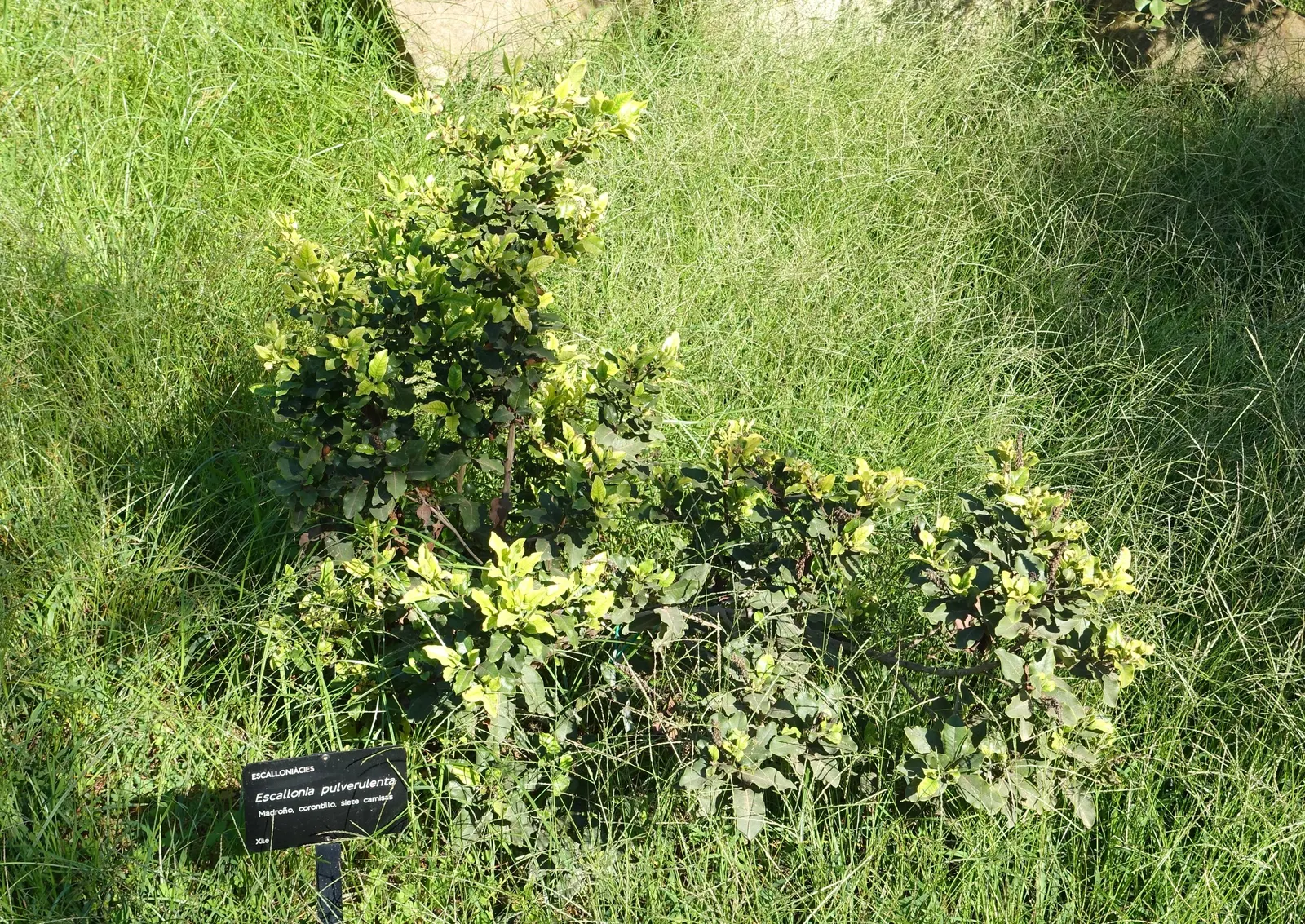 Escallonia (Escallonia X Exoniensis) — Escallonia is drought-tolerant once established and requires minimal maintenance