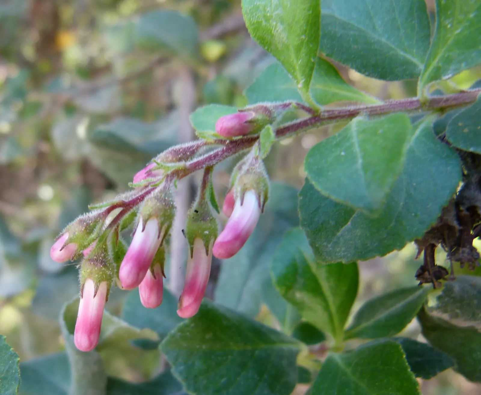 Escallonia (Escallonia X Exoniensis) — Escallonia is also relatively low-maintenance