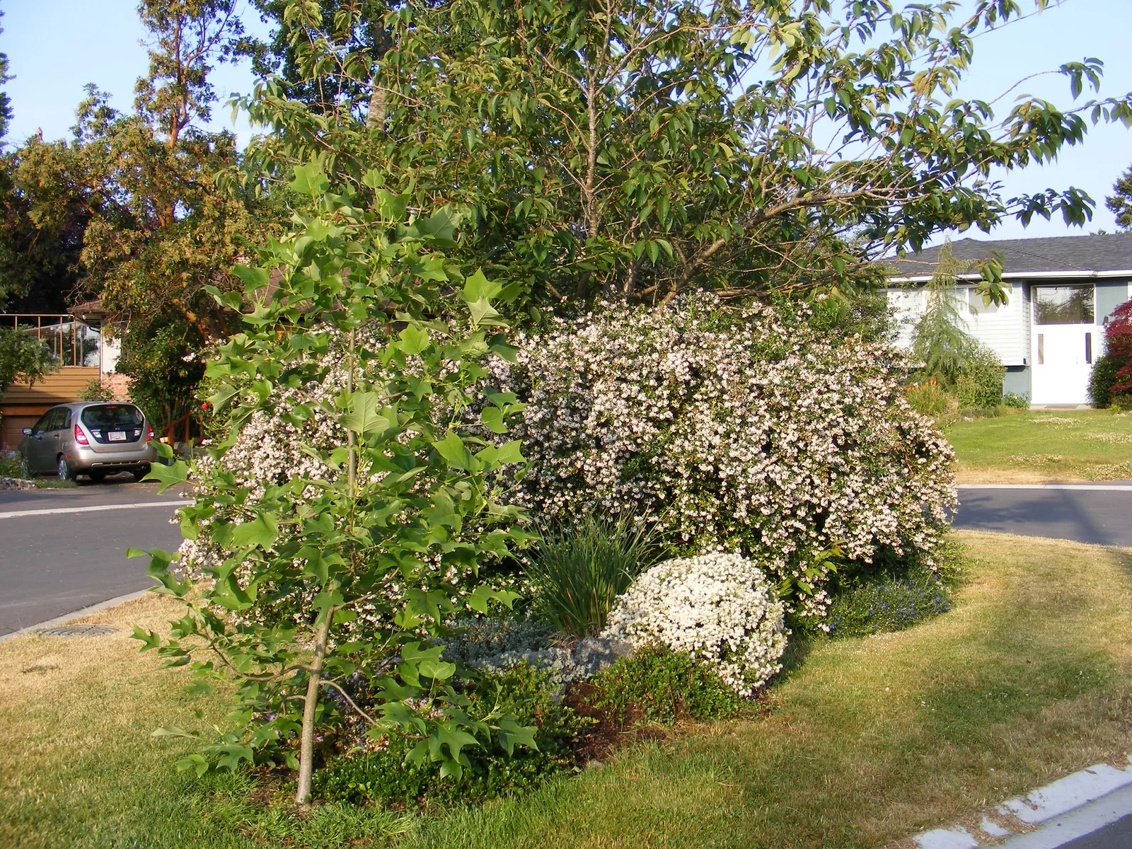 Escallonia (Escallonia X Exoniensis) — adding vibrant color and texture to hedges