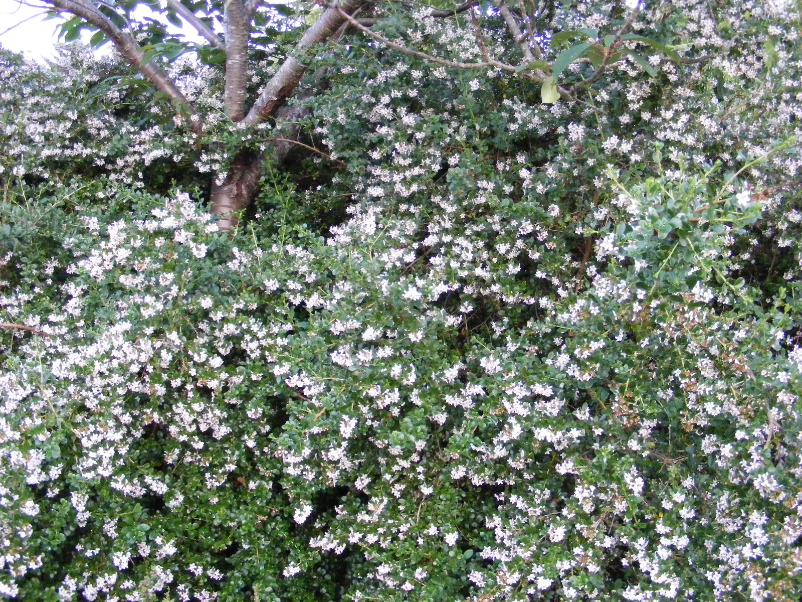 Escallonia (Escallonia X Exoniensis) — The plant prefers a moderate watering schedule, though it is drought-resistant once established