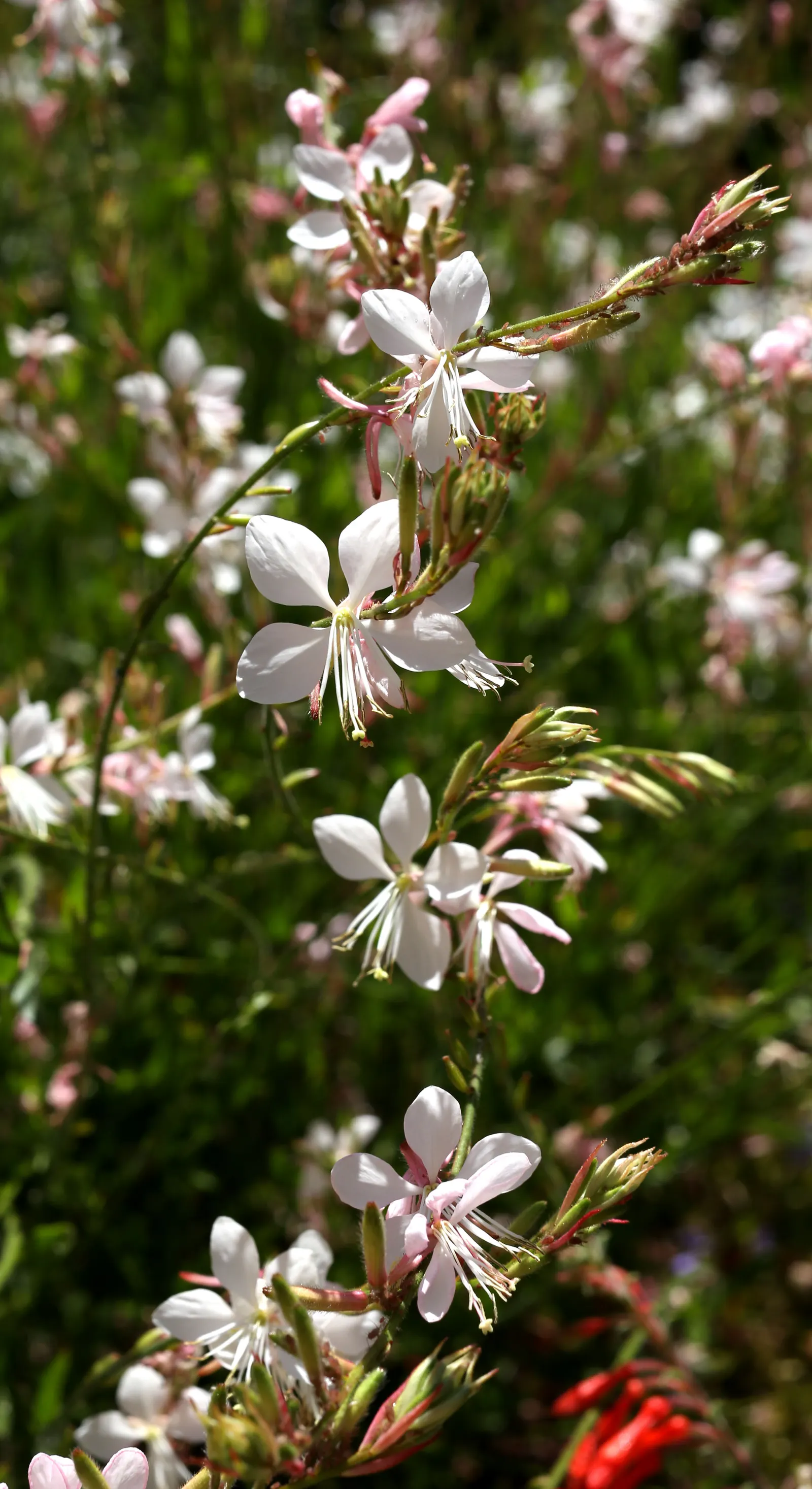California Evening Primrose (Oenothera californica) — flourishing with fragrant white to pink blooms that open in the evening