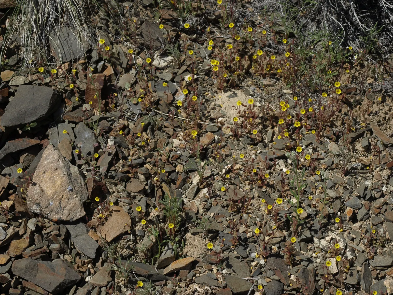 California Evening Primrose (Oenothera californica) — scientifically referred to as Oenothera californica