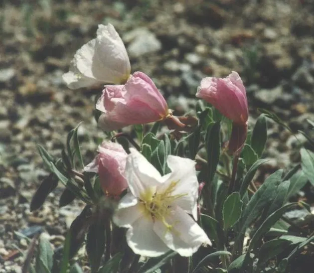 California Evening Primrose (Oenothera californica) — flourishing with fragrant white to pink blooms that open in the evening; suggesting a preference for