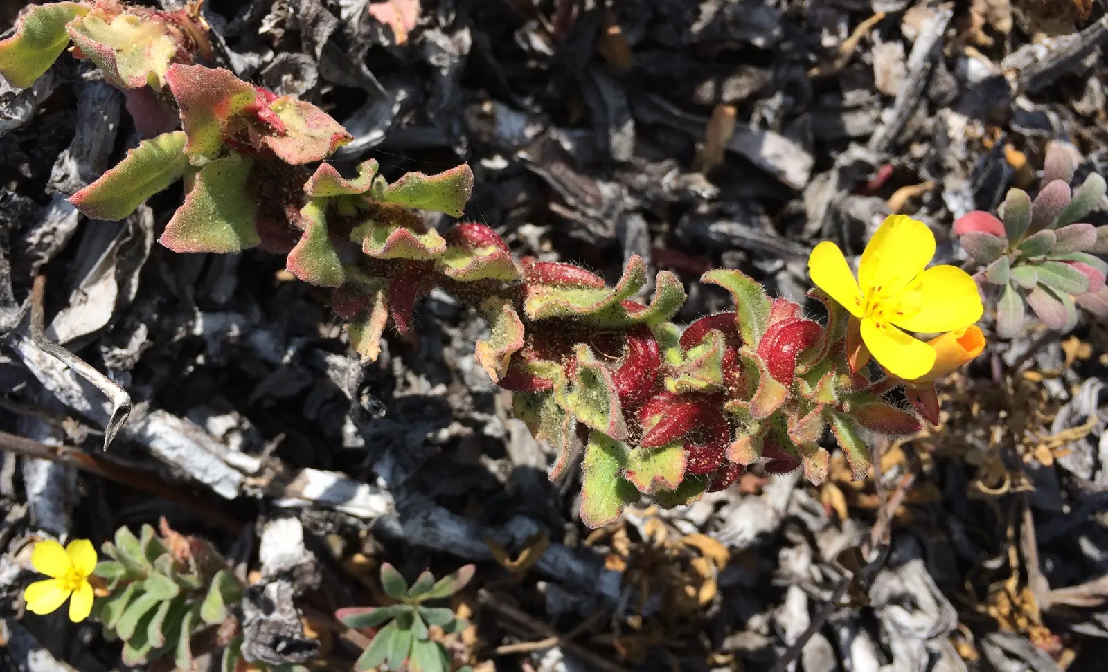 California Evening Primrose (Oenothera californica) — which makes it ideal for groundcover or as an accent in smaller garden spaces; the California, image 64