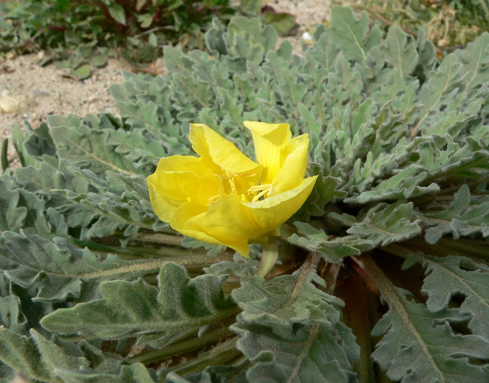 California Evening Primrose (Oenothera californica) — ground cover / perennial with pink and white blooms