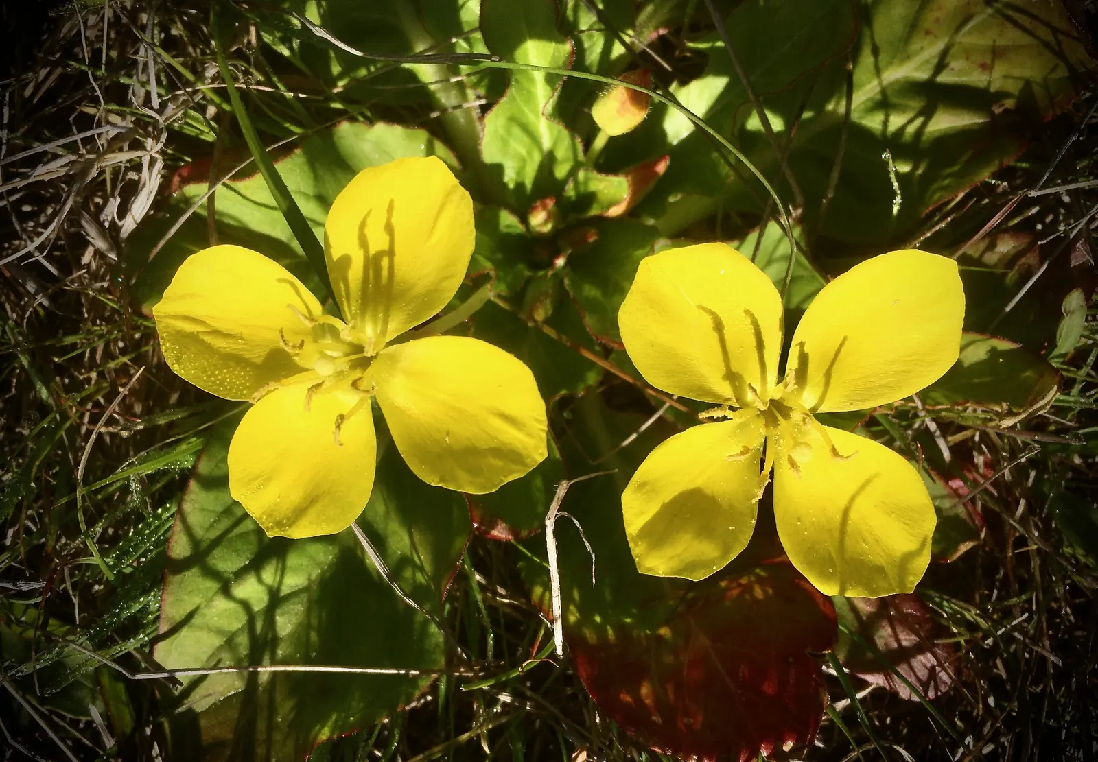 California Evening Primrose (Oenothera californica) — reflecting its adaptability to xeric landscapes; it reaches 6-12 inches in height and spreads 12-18