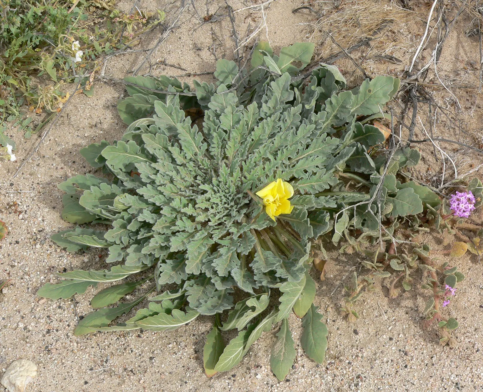 California Evening Primrose (Oenothera californica) — the California Primrose exhibits a low-growing habit