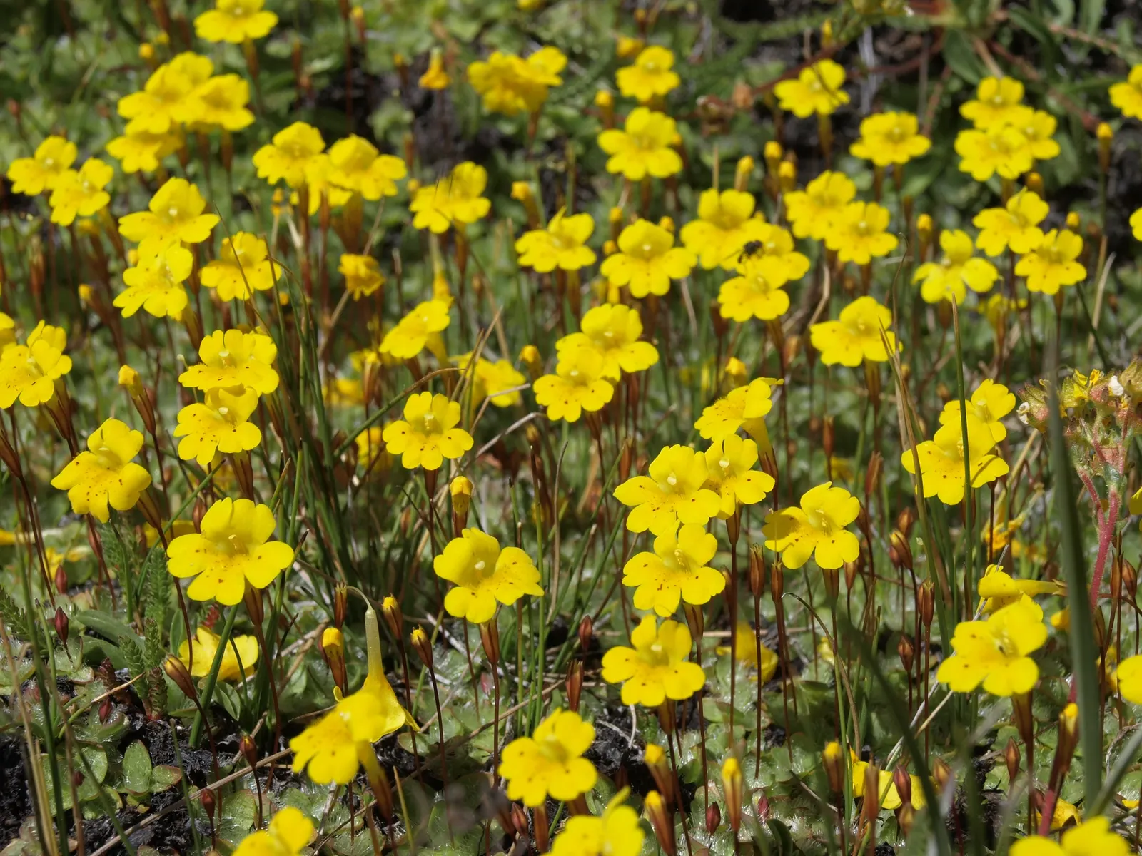 California Evening Primrose (Oenothera californica) — scientifically referred to as Oenothera californica; which makes it ideal for groundcover or as an accent