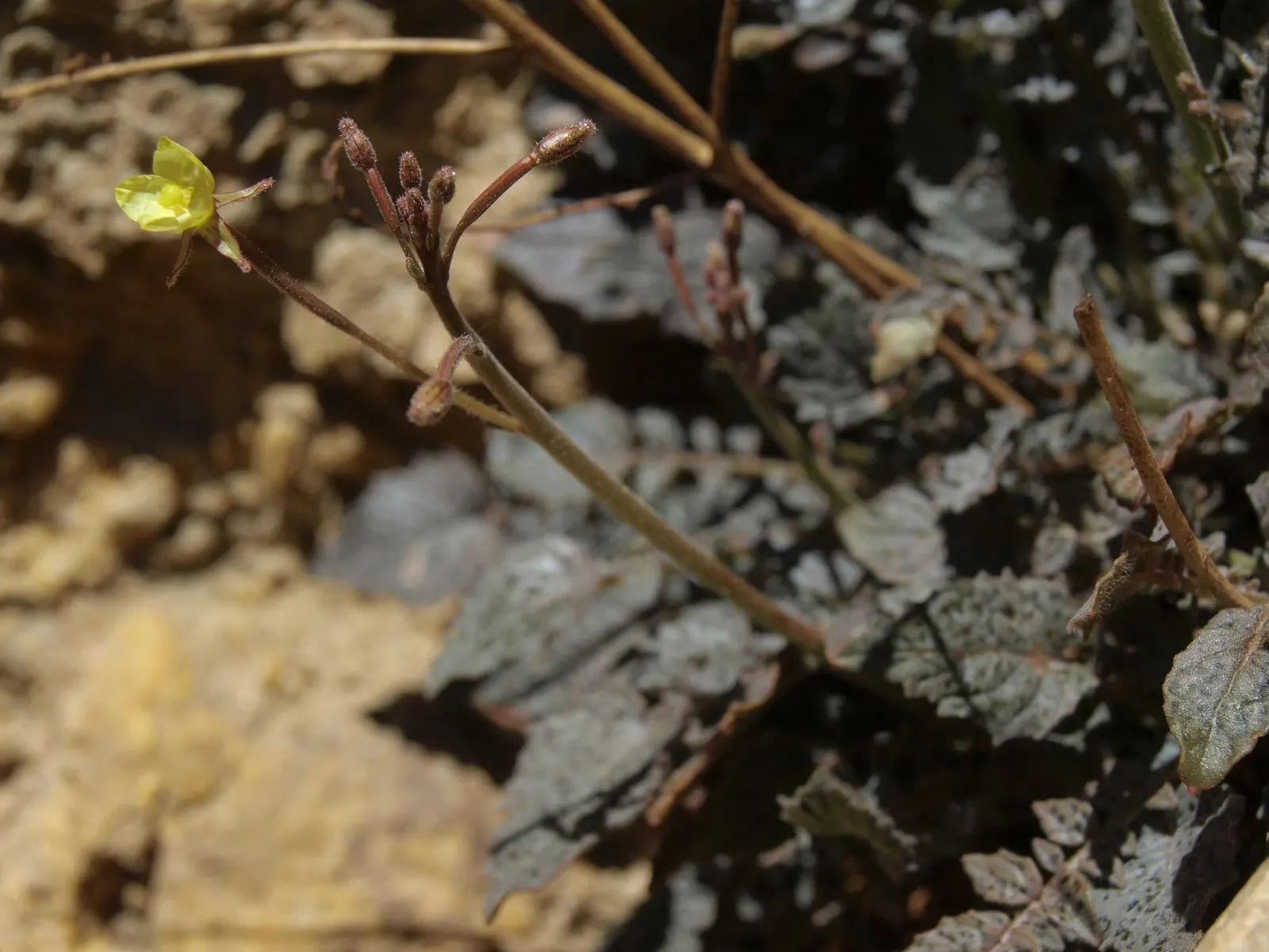 California Evening Primrose (Oenothera californica) — A member of the Onagraceae family
