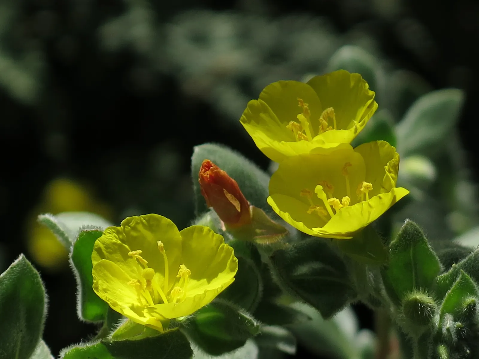 California Evening Primrose (Oenothera californica) — "evening primrose."<br><br>For optimal growth; flowers from late spring to summer, attracting, image 69