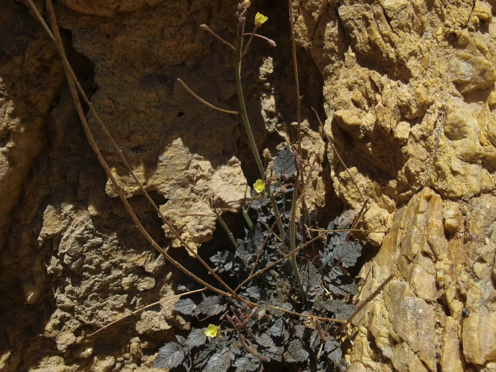 California Evening Primrose (Oenothera californica) — the California Primrose requires full sun exposure and is moderately drought-tolerant once established
