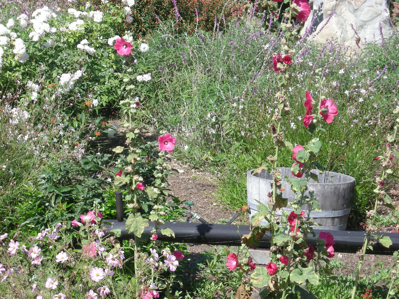 California Evening Primrose (Oenothera californica) — which makes it ideal for groundcover or as an accent in smaller garden spaces; the California Primrose