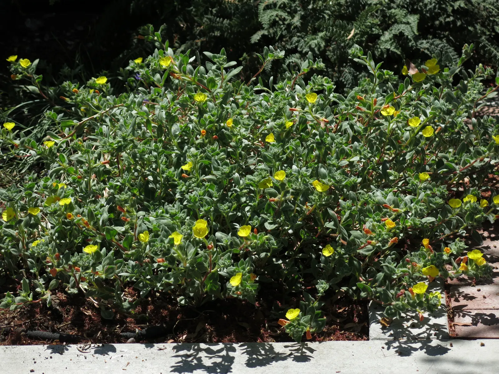 California Evening Primrose (Oenothera californica) — "evening primrose."<br><br>For optimal growth; flowers from late spring to summer, attracting pollinators