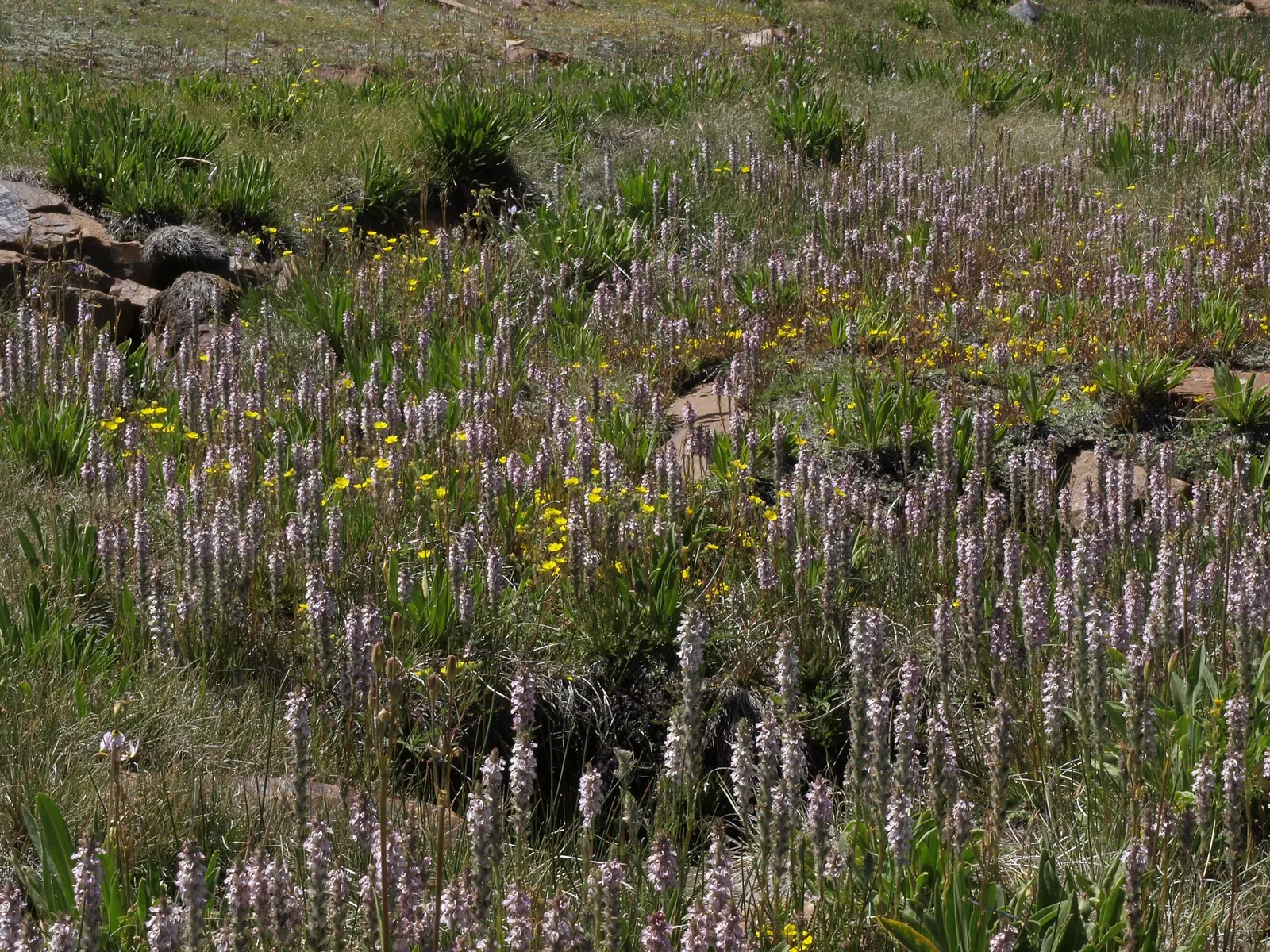 California Evening Primrose (Oenothera californica) — ground cover / perennial for full or half; particularly impactful when mass-planted or used as a border