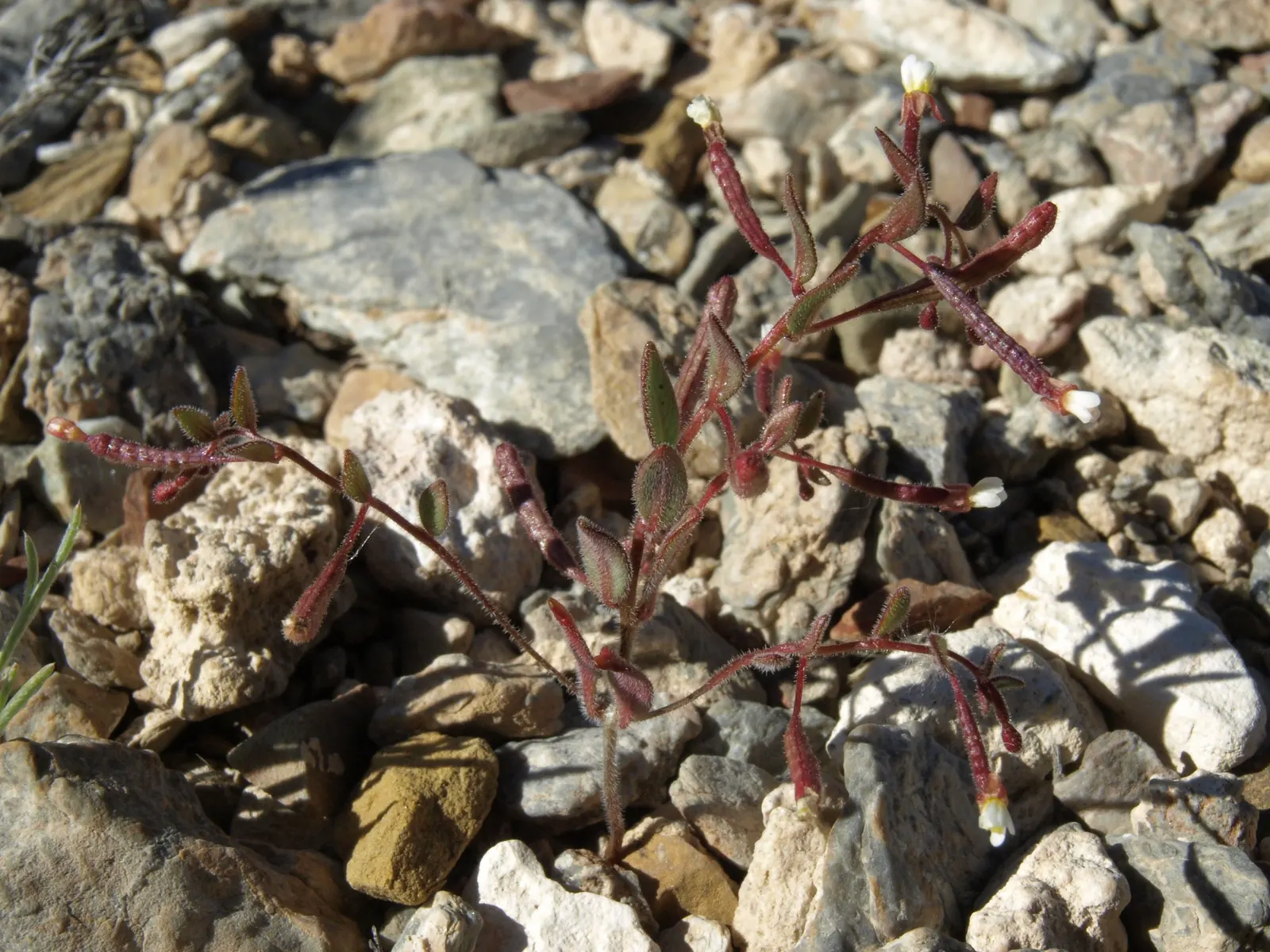 California Evening Primrose (Oenothera californica) — The California Primrose (Oenothera californica) is a drought-tolerant perennial