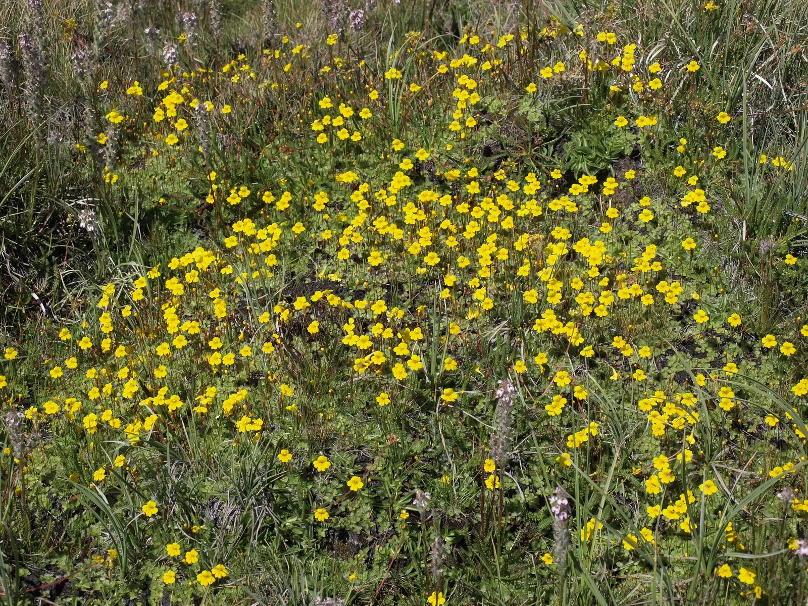 California Evening Primrose (Oenothera californica) — The California Primrose (Oenothera californica) is a drought-tolerant perennial; prefers full sun and