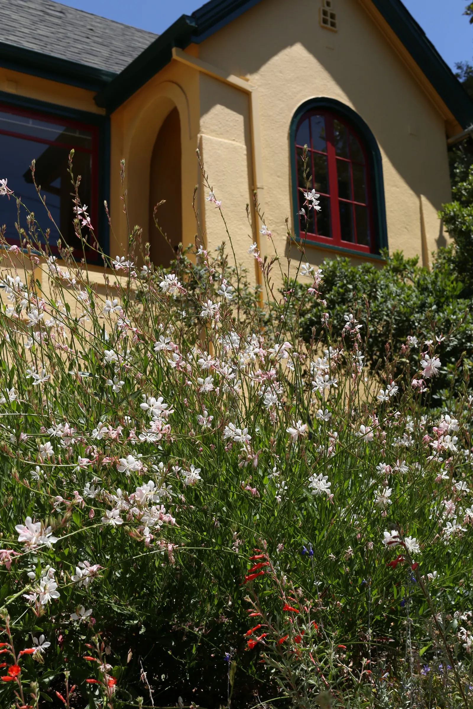 California Evening Primrose (Oenothera californica) — the California Primrose exhibits a low-growing habit; scientifically referred to as Oenothera californica