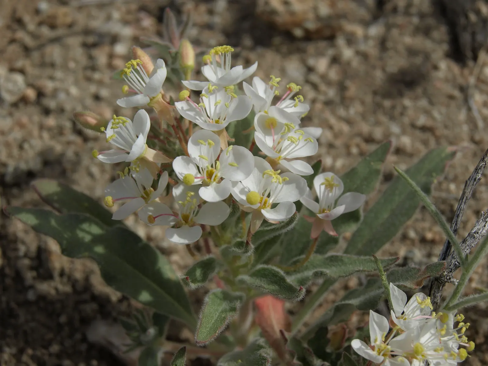 California Evening Primrose (Oenothera californica) — typically reaching a modest height of 6 to 12 inches and spreading 12 to 18 inches wide