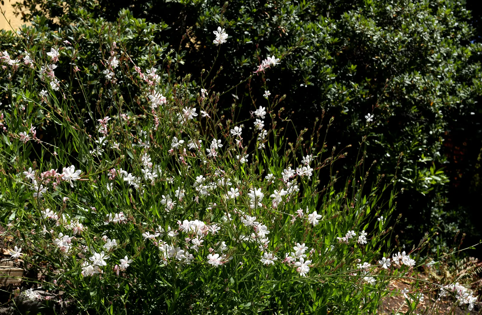 California Evening Primrose (Oenothera californica) — form a basal rosette that is semi-evergreen; a member of the Onagraceae family