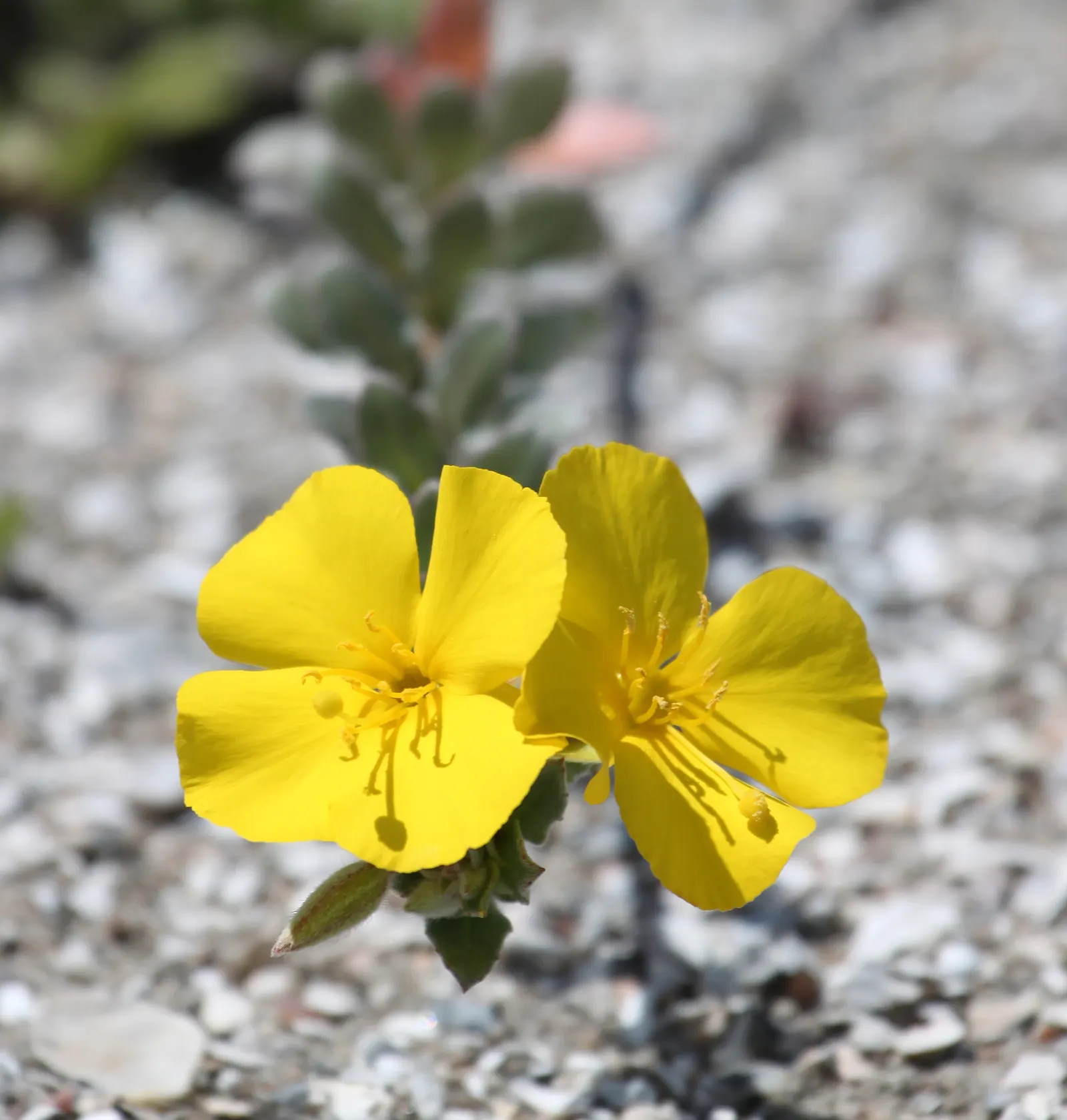 California Evening Primrose (Oenothera californica) — this species flourishes in USDA hardiness zones 8 to 10; which can span up to 3 inches across, image 60