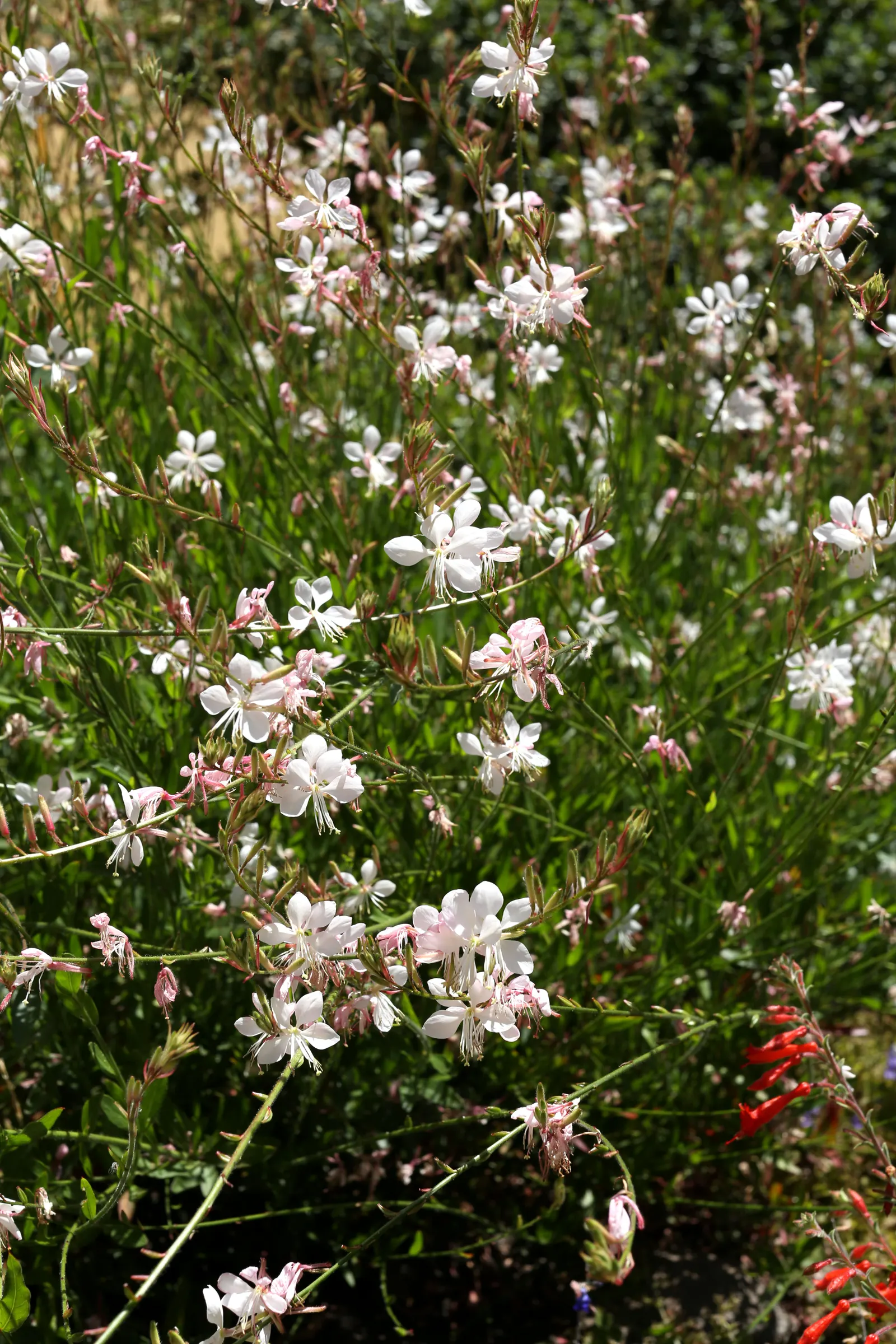 California Evening Primrose (Oenothera californica) — It benefits from occasional watering during extended periods of dryness, particularly in, image 46