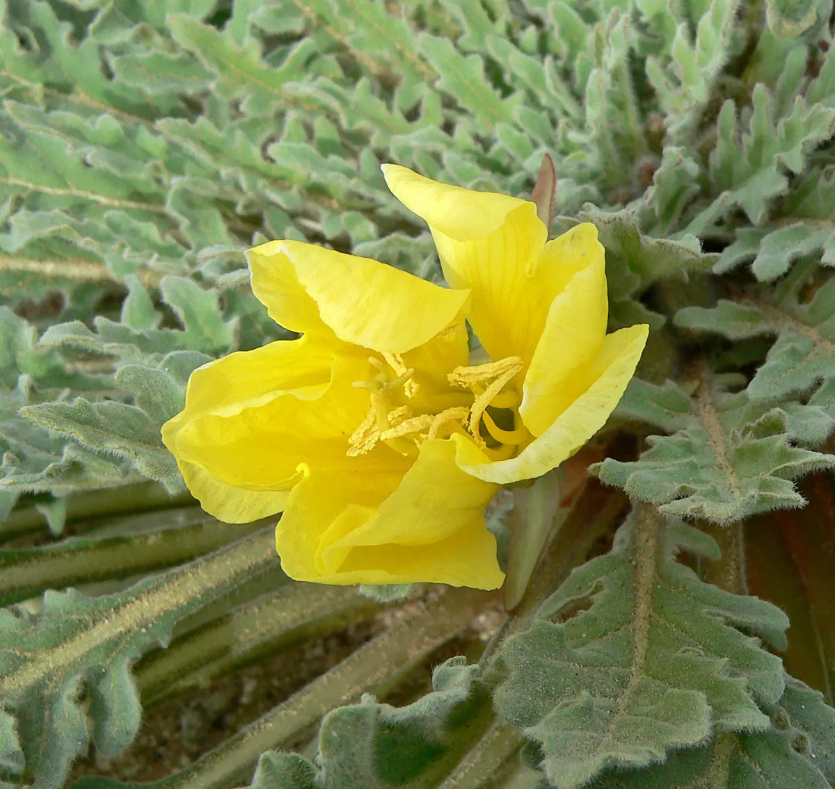 California Evening Primrose (Oenothera californica) — "evening primrose."<br><br>For optimal growth