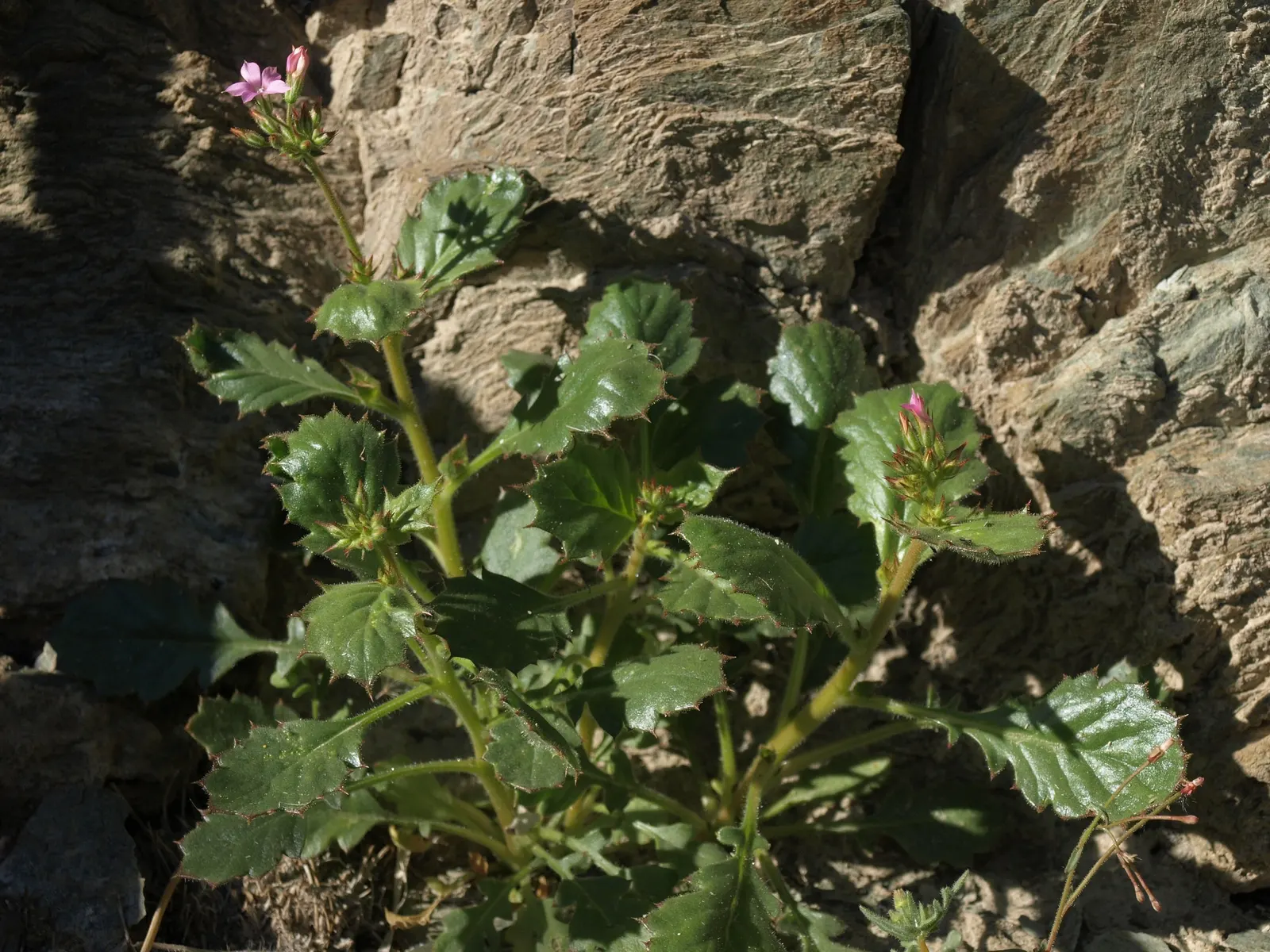 California Evening Primrose (Oenothera californica) — which can span up to 3 inches across; form a basal rosette that is semi-evergreen, image 67