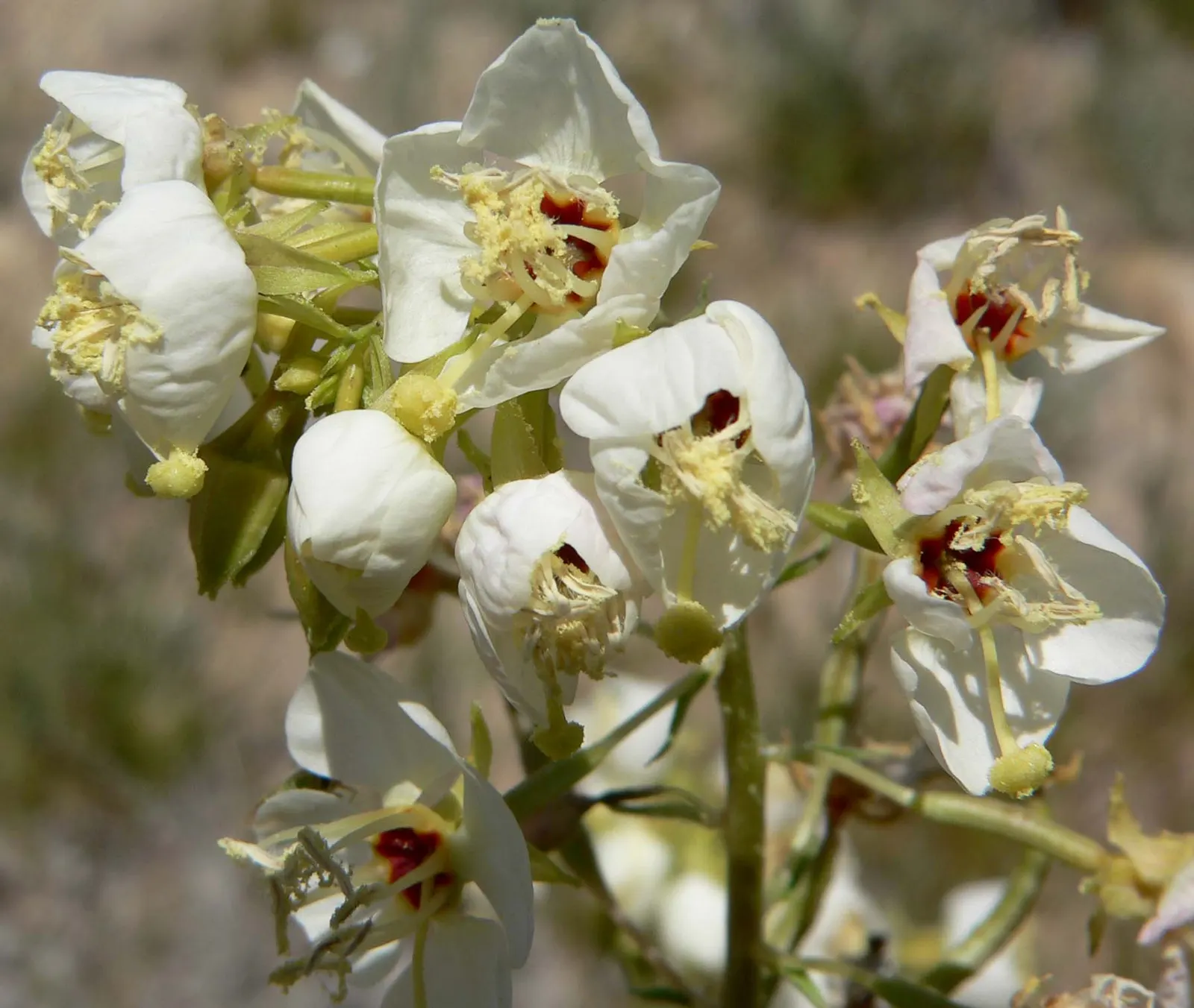 California Evening Primrose (Oenothera californica) — which can span up to 3 inches across