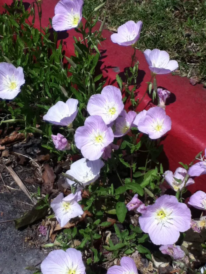 California Evening Primrose (Oenothera californica) — Flowers from late spring to summer, attracting pollinators such as bees and moths; is a superb perennial