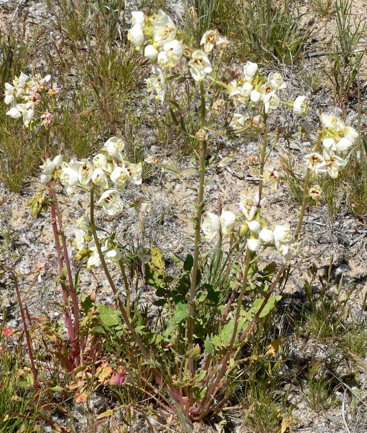 California Evening Primrose (Oenothera californica) — pink and white flowers in the garden