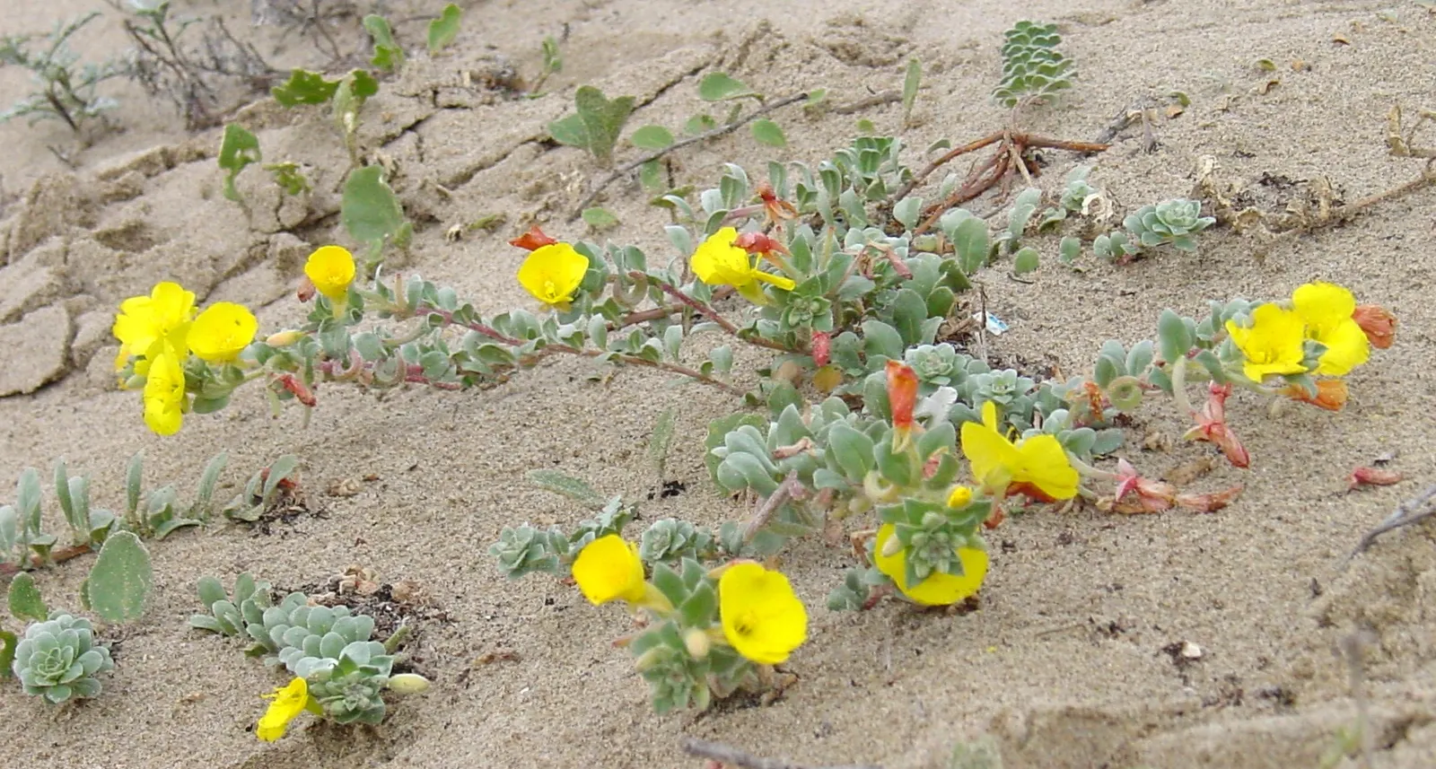 California Evening Primrose (Oenothera californica) — A member of the Onagraceae family; this species flourishes in USDA hardiness zones 8 to 10