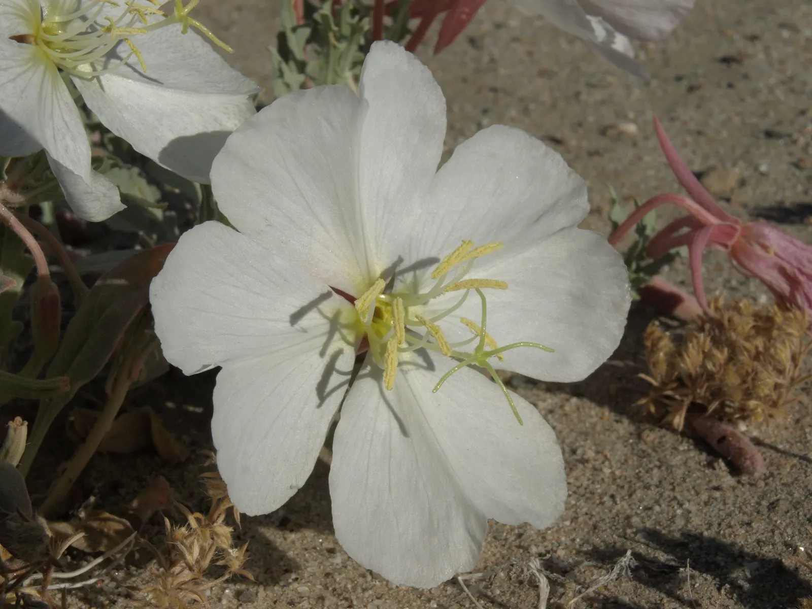 California Evening Primrose (Oenothera californica) — scientifically referred to as Oenothera californica; which makes it ideal for groundcover or, image 56