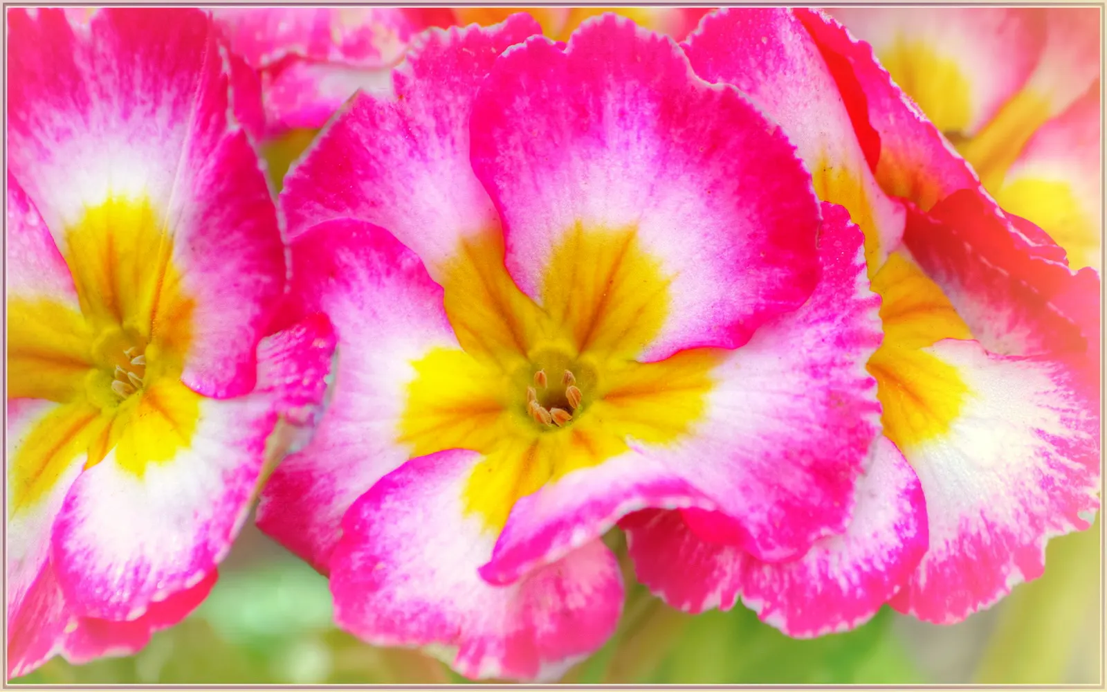 California Evening Primrose (Oenothera californica) — It reaches 6-12 inches in height and spreads 12-18 inches, forming a low-growing rosette