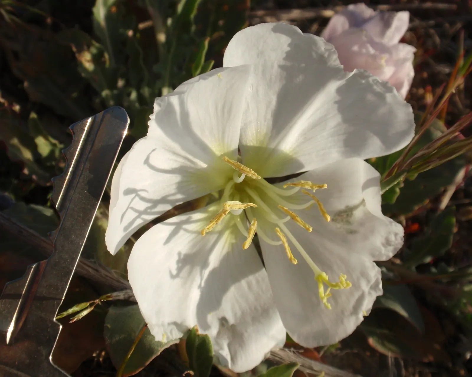 California Evening Primrose (Oenothera californica) — particularly impactful when mass-planted or used as a border along walkways or in rock gardens; the