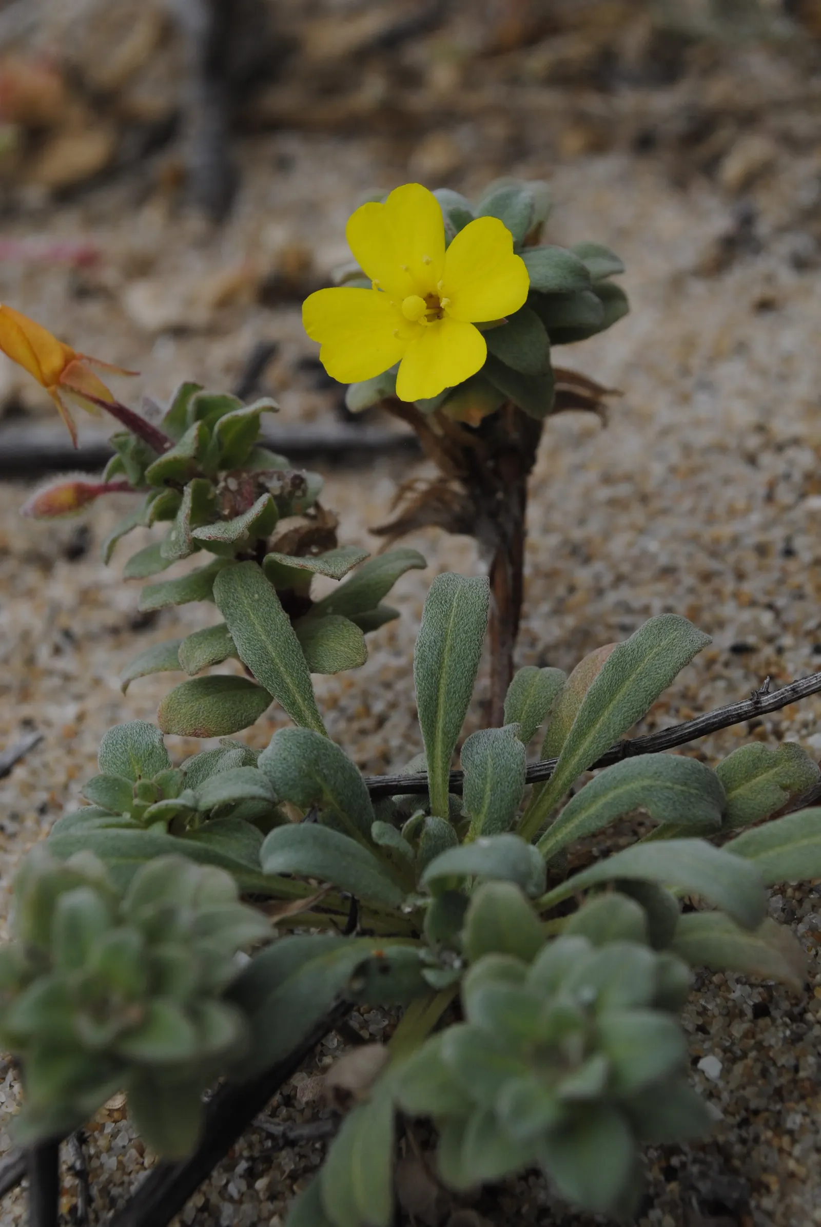 California Evening Primrose (Oenothera californica) — Prefers full sun and well-drained soils, making it ideal for rock gardens and xeriscaping; ground cover /