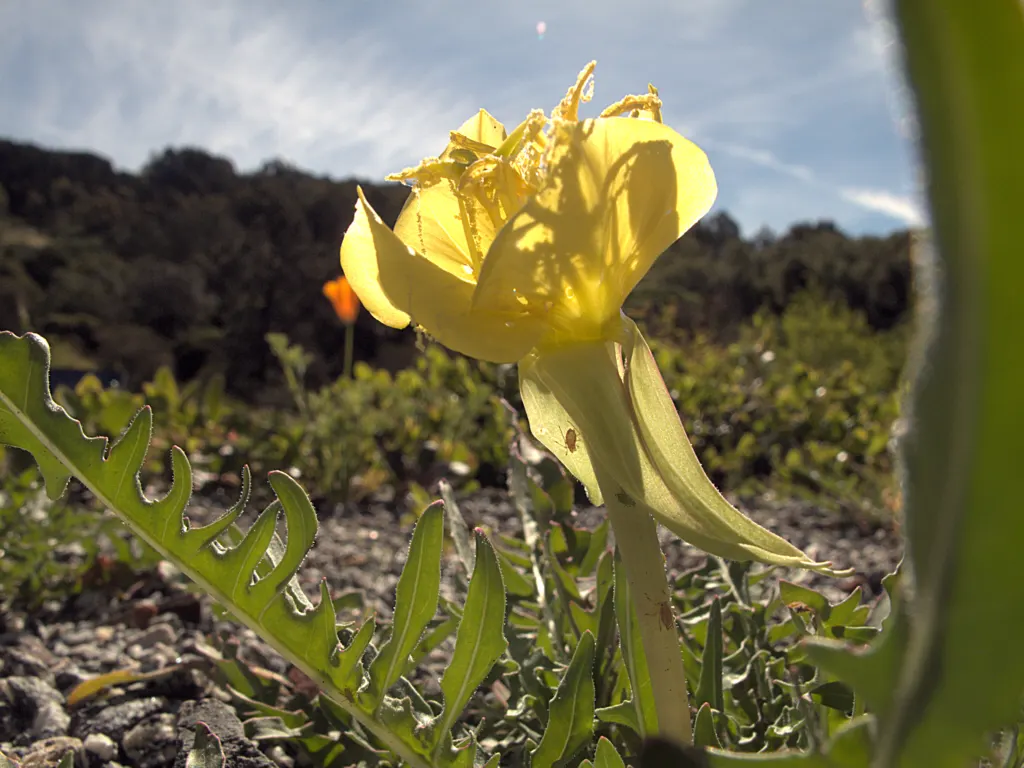 California Evening Primrose (Oenothera californica) — It reaches 6-12 inches in height and spreads 12-18 inches, forming a low-growing rosette; present a