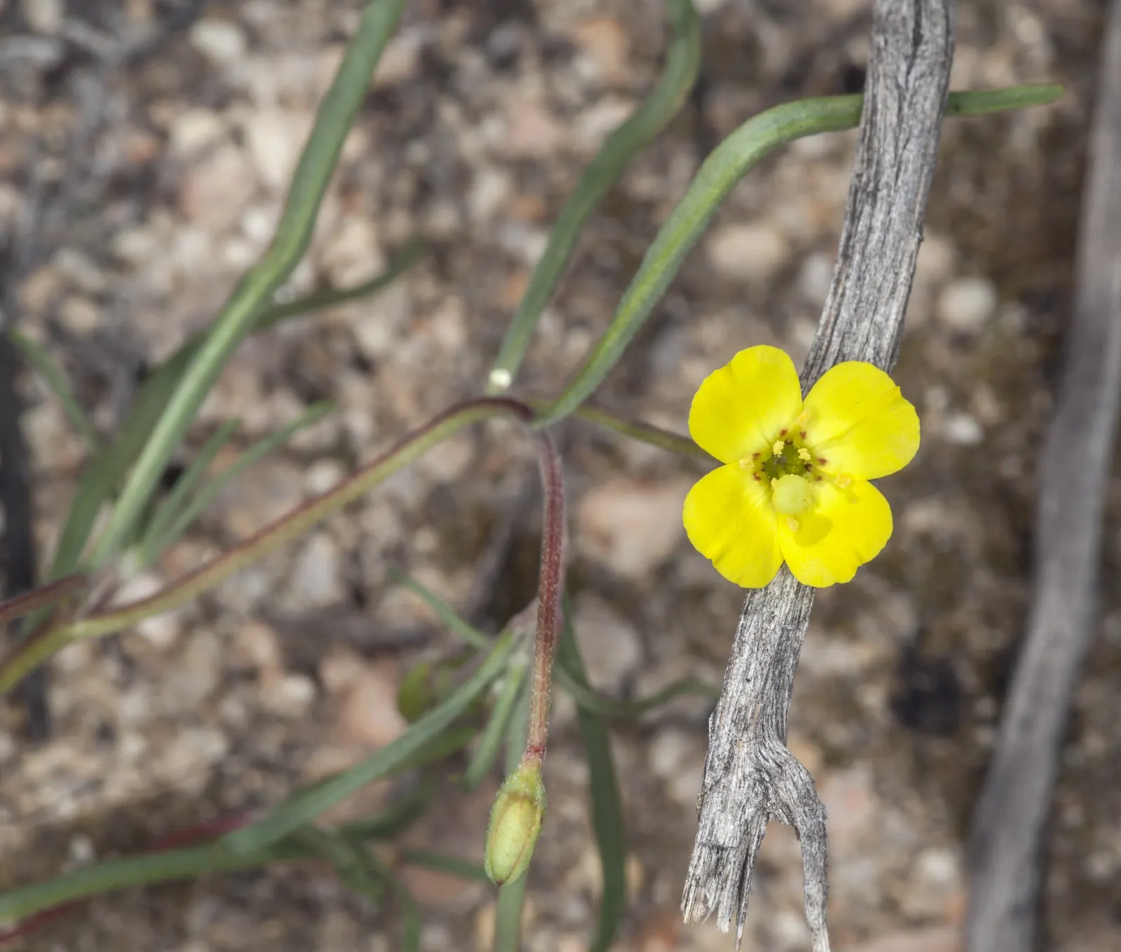 California Evening Primrose (Oenothera californica) — It benefits from occasional watering during extended periods of dryness, particularly in hotter climates