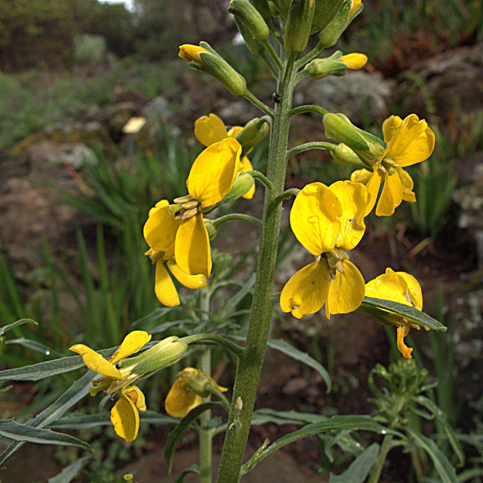 California Evening Primrose (Oenothera californica) — typically reaching a modest height of 6 to 12 inches and spreading 12 to 18 inches wide, image 38