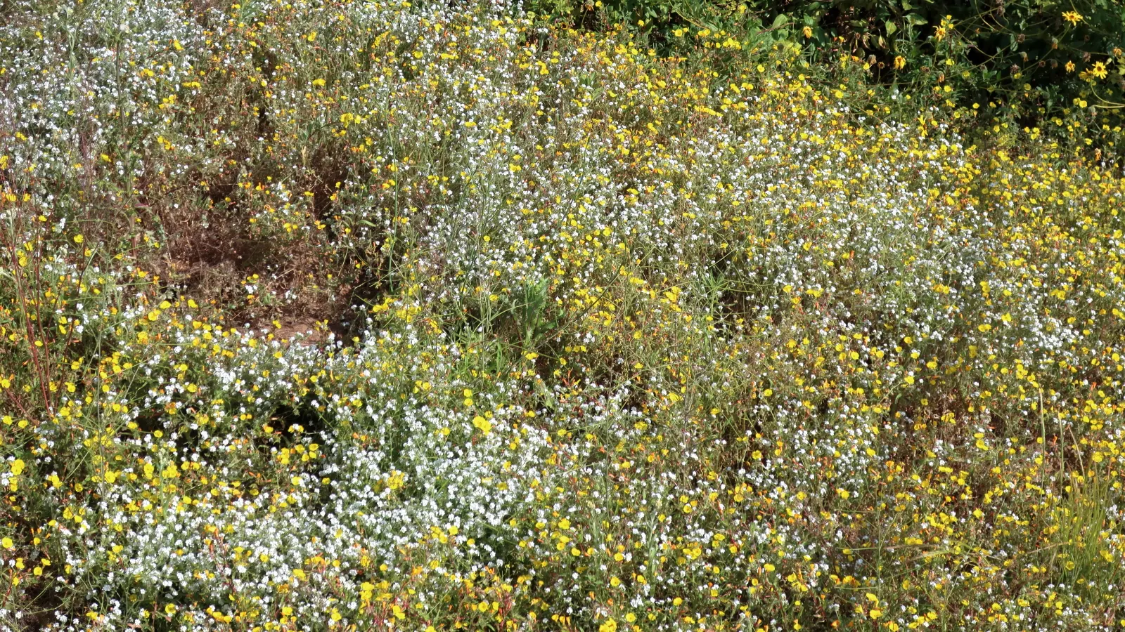 California Evening Primrose (Oenothera californica) — suggesting a preference for milder climates with minimal frost, image 61