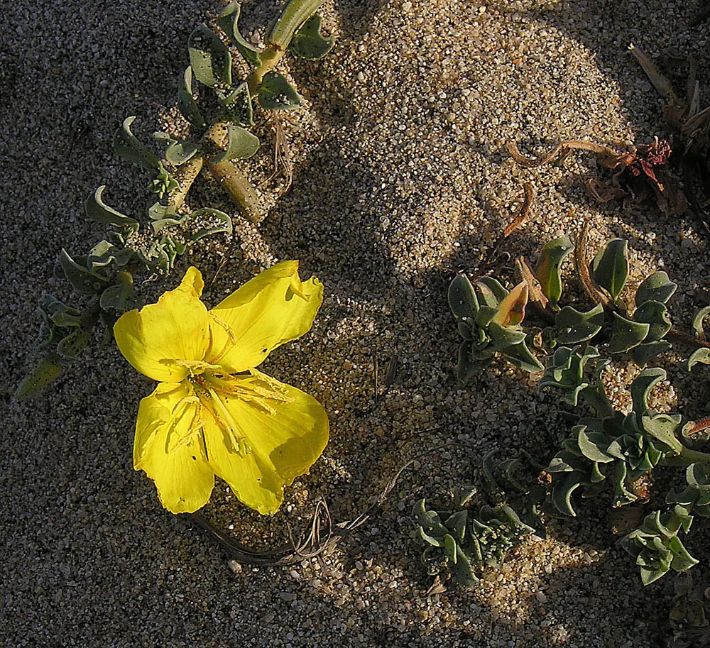 California Evening Primrose (Oenothera californica) — present a radiant creamy white to soft yellow hue and tend to open in the evening