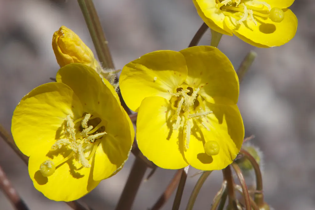 California Evening Primrose (Oenothera californica) — is a superb perennial native to the western United States and excels in arid