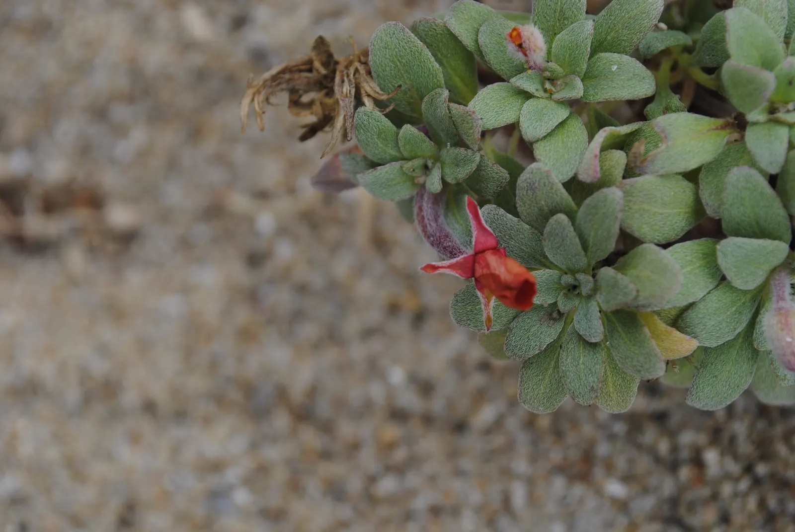 California Evening Primrose (Oenothera californica) — suggesting a preference for milder climates with minimal frost, image 36