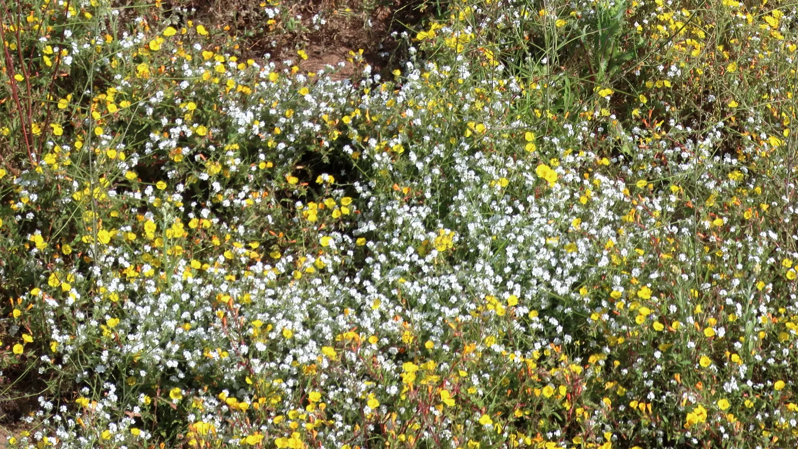 California Evening Primrose (Oenothera californica) — ranging between 2 to 6 inches in length; flourishing with fragrant white to pink blooms that, image 65