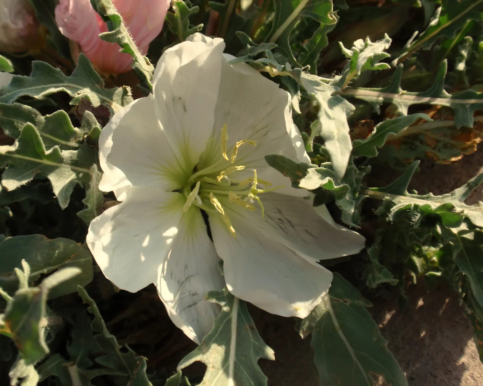 California Evening Primrose (Oenothera californica) — Prefers full sun and well-drained soils, making it ideal for rock gardens and xeriscaping
