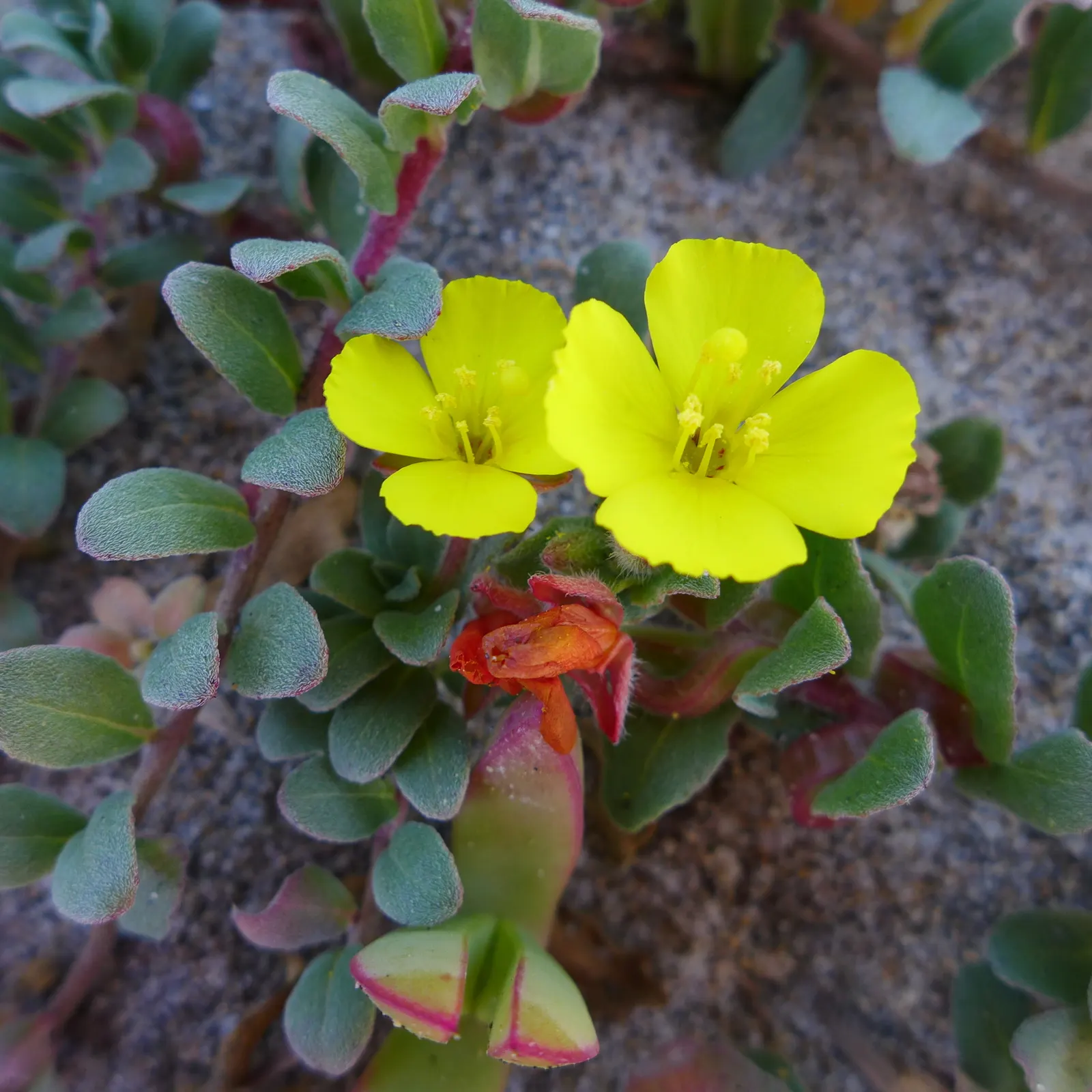 California Evening Primrose (Oenothera californica) — which can span up to 3 inches across; form a basal rosette that is semi-evergreen