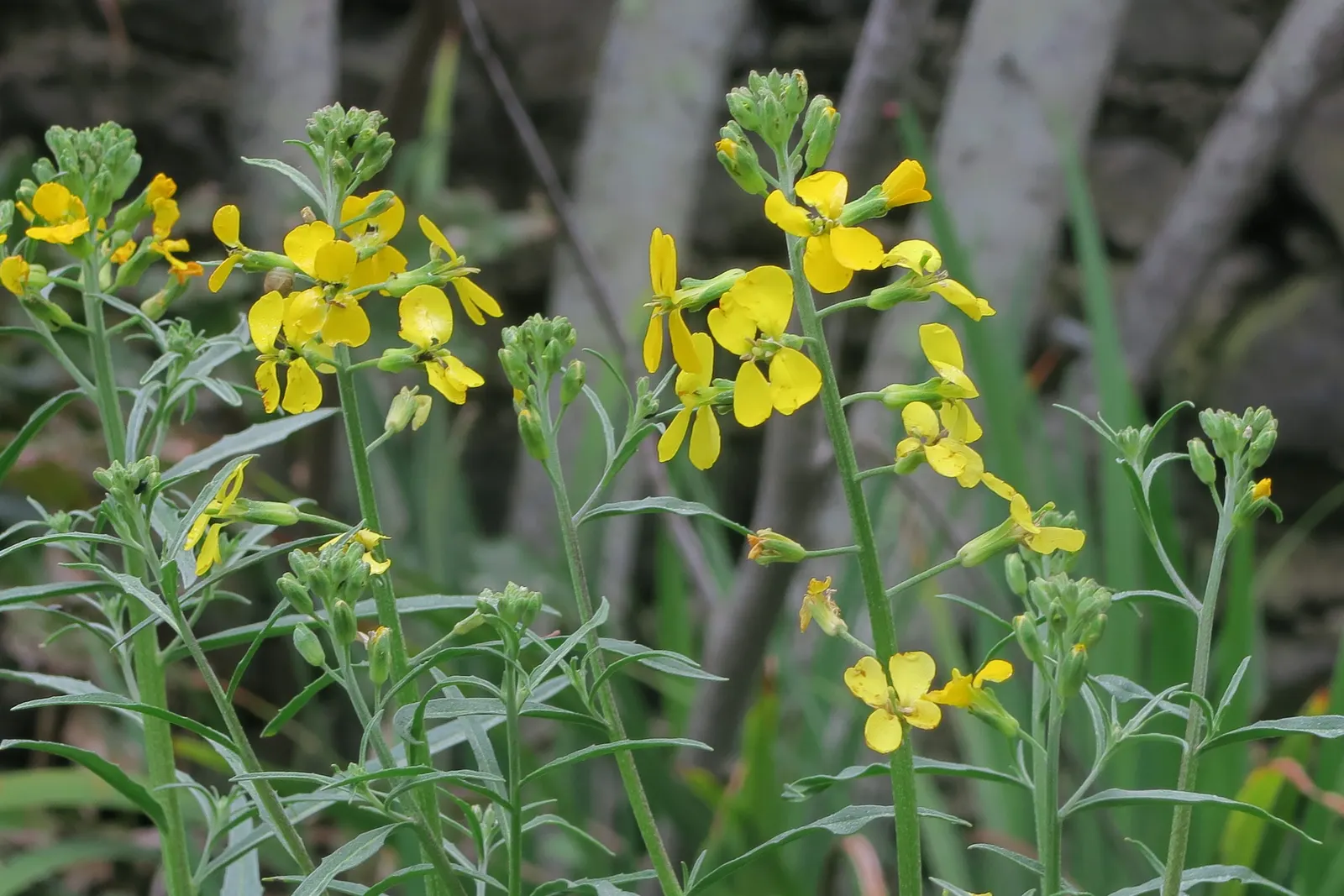 California Evening Primrose (Oenothera californica) — flourishing with fragrant white to pink blooms that open in the evening; suggesting a, image 52