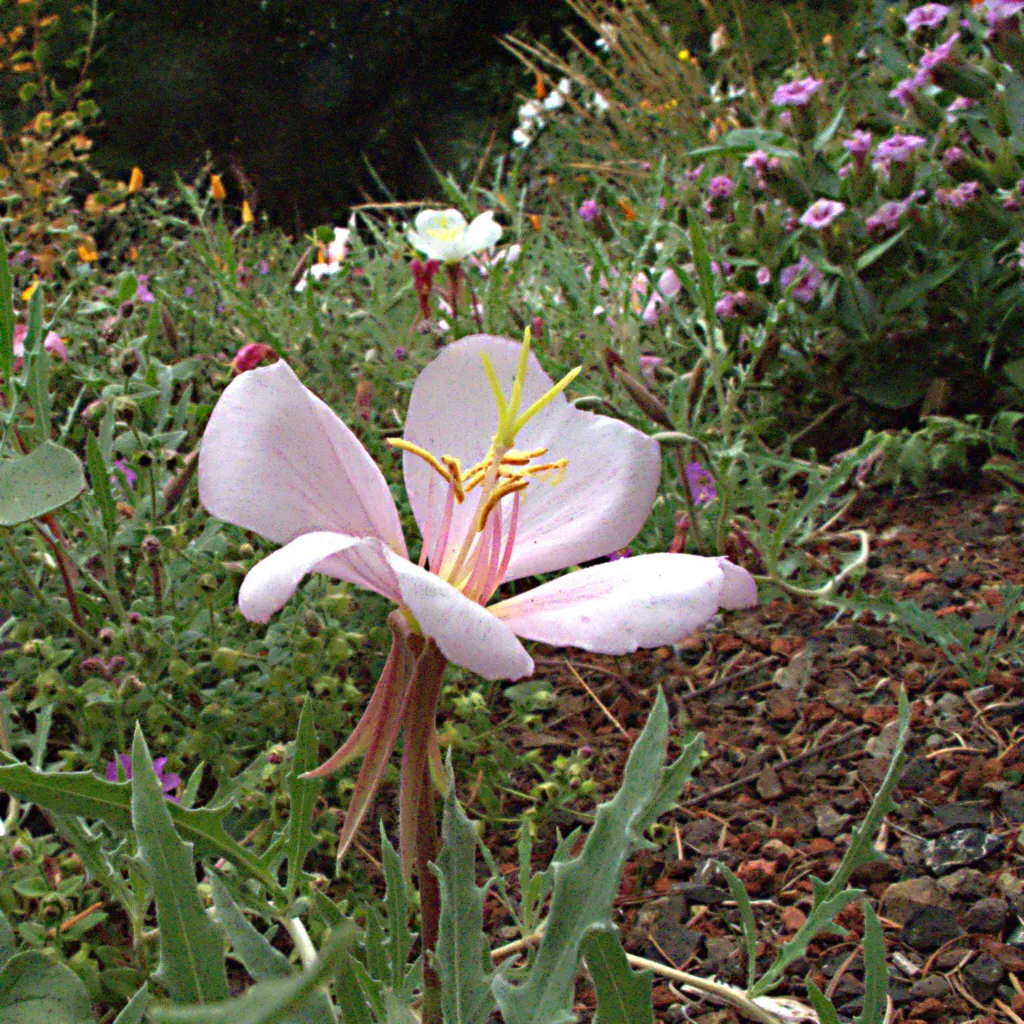California Evening Primrose (Oenothera californica) — this species flourishes in USDA hardiness zones 8 to 10; which can span up to 3 inches across