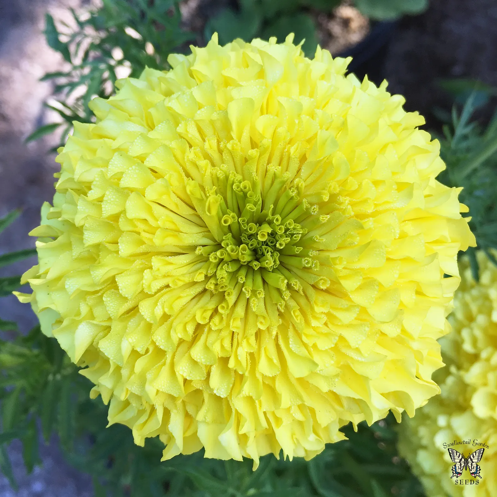 California Evening Primrose (Oenothera californica) — particularly impactful when mass-planted or used as a border along walkways or in rock gardens