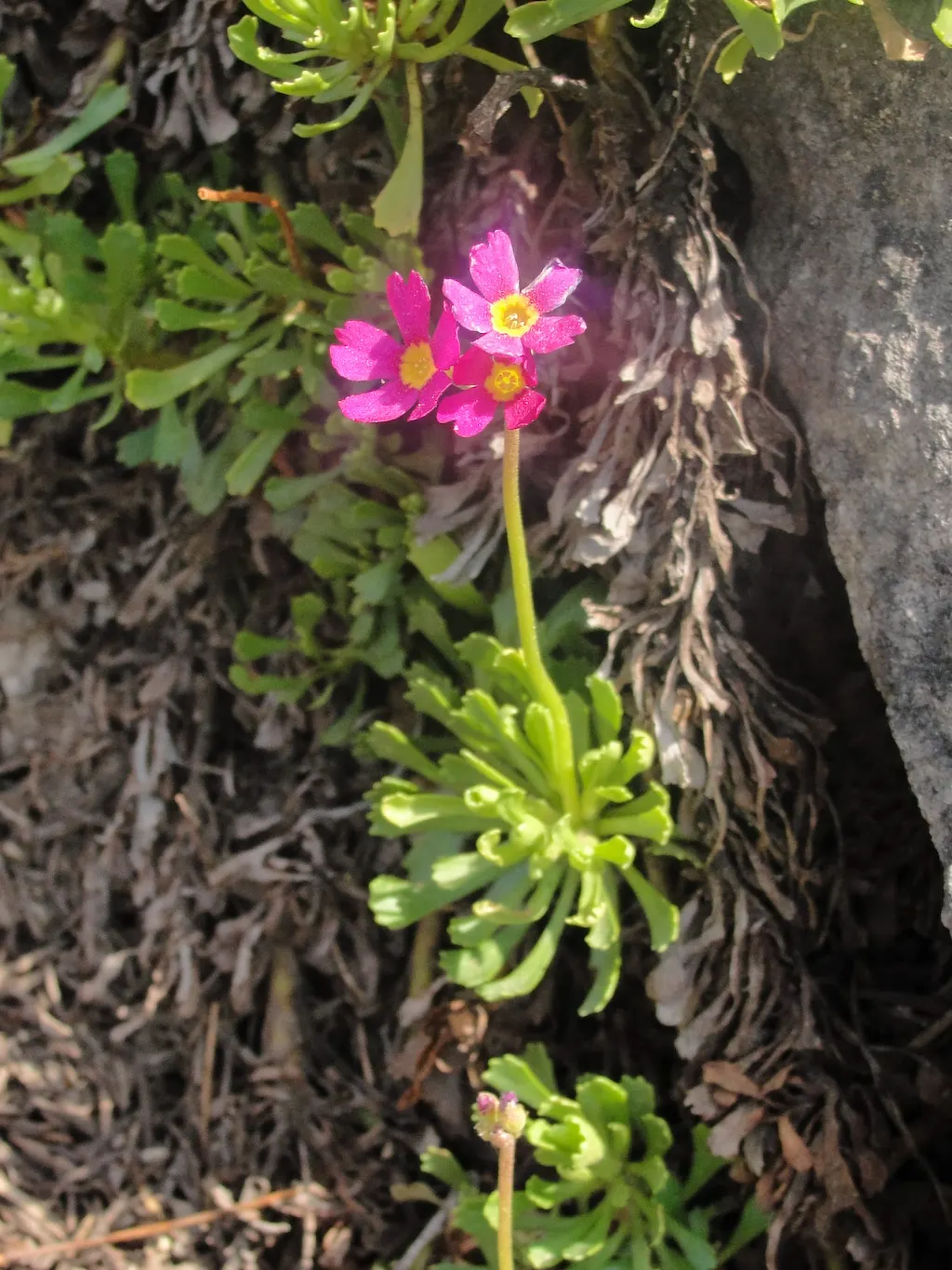 California Evening Primrose (Oenothera californica) — ground cover / perennial for full or half
